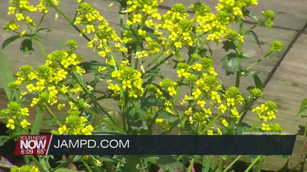 Wildflower walk brings people out to enjoy the parks on Mother's Day